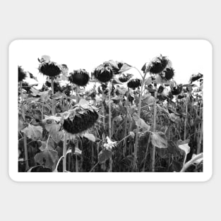 wilting sunflowers in black and white Sticker